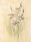 Purple Dream Irises by Cheri Blum